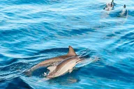 Kona Dolphin Watch Snorkel and BBQ Tour thumbnail 2