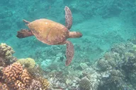 Maui Canoe Sailing Experience thumbnail 5