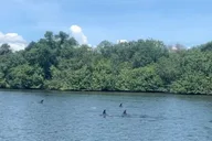 Cocoa Beach Dolphin and Manatee Kayak Tour thumbnail 3