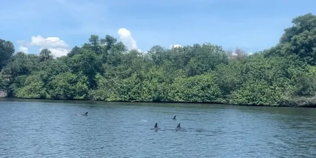 Cocoa Beach Dolphin and Manatee Kayak Tour - Image 3