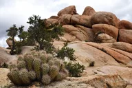 Joshua Tree Hidden Valley Self-Guided Walking Tour thumbnail 5