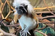 New York Central Park Zoo Tour with Hotel Pickup thumbnail 3