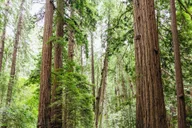 San Francisco Muir Woods and Sausalito Tour thumbnail 5