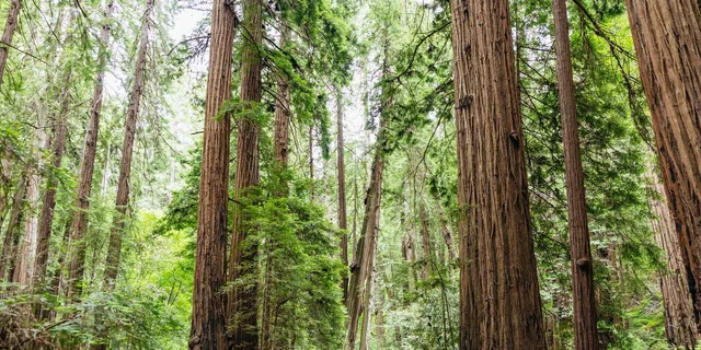 San Francisco Muir Woods and Sausalito Tour - Image 5