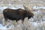 Jackson Hole Wildlife Tour - Half-Day thumbnail 3