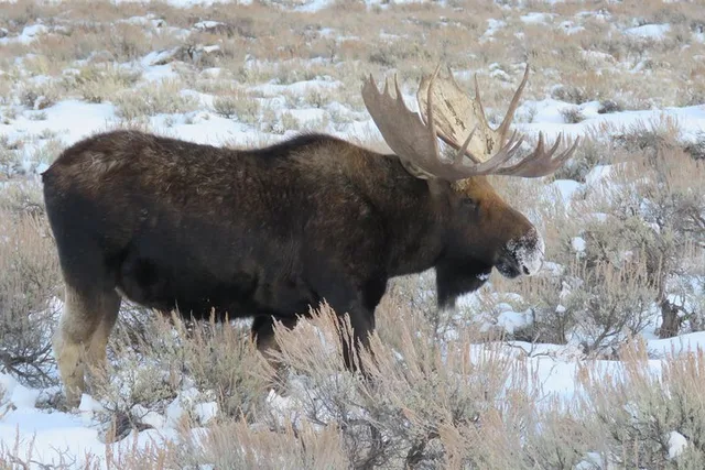 Jackson Hole Wildlife Tour - Half-Day - Image 3