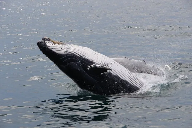 Gloucester Whale Watching Tour - Image 5