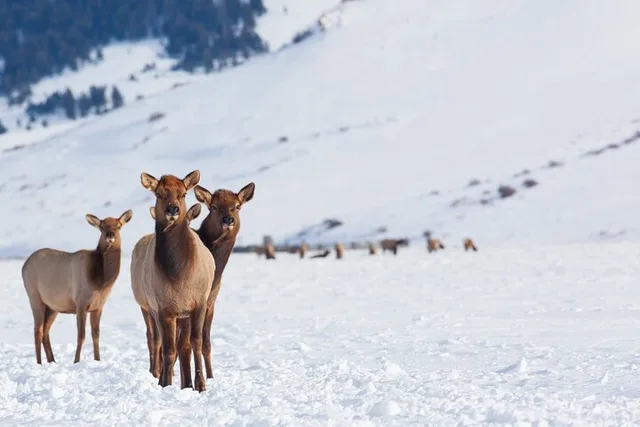 Jackson Hole Winter Wildlife Tour - Image 6
