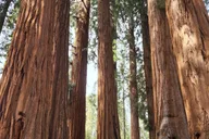 Sequoia National Park Private Guided Hiking Tour thumbnail 1