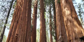 Sequoia National Park Private Guided Hiking Tour