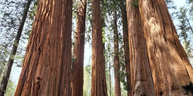 Sequoia National Park Private Guided Hiking Tour - Image 1