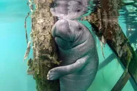 Crystal River Manatee Swim Tour with In-Water Guide 3 hr thumbnail 1