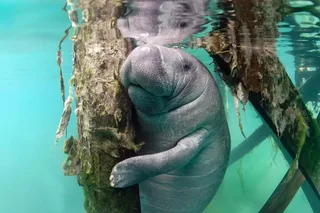 Crystal River Manatee Swim Tour with In-Water Guide 3 hr