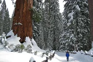 Yosemite Giant Sequoia Grove Hike or Snowshoe thumbnail 1