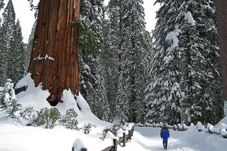 Yosemite Giant Sequoia Grove Hike or Snowshoe