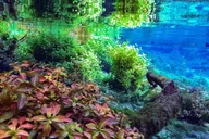 Florida Springs Snorkeling Expedition thumbnail 3