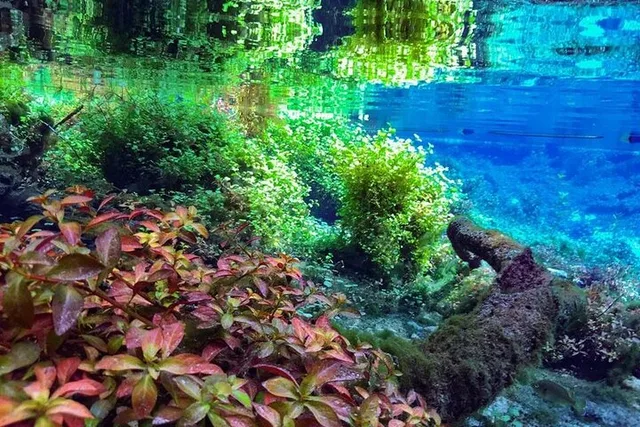 Florida Springs Snorkeling Expedition - Image 3