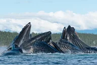 Juneau Kayak Adventure with Whales thumbnail 5
