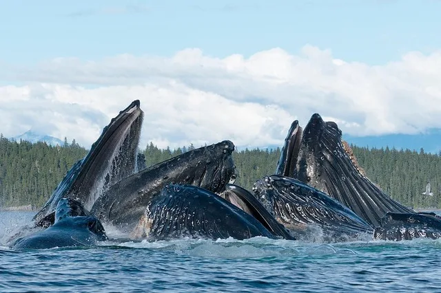 Juneau Kayak Adventure with Whales - Image 5