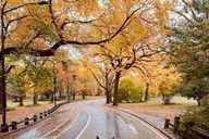 New York Central Park Horse-Drawn Carriage Ride 50 Min thumbnail 3