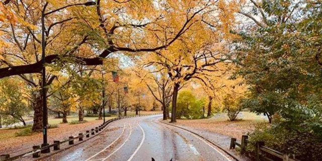 New York Central Park Horse-Drawn Carriage Ride 50 Min - Image 3
