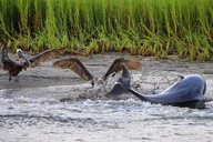 Folly Beach Dolphin Viewing Boat Tour thumbnail 4