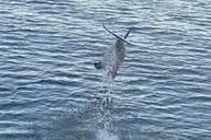 Pensacola Beach Dolphin Sightseeing Tour thumbnail 3