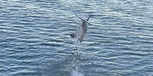 Pensacola Beach Dolphin Sightseeing Tour - Image 3