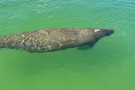 Bonita Springs Standup Paddle Board EcoTour thumbnail 4