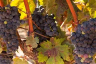 Atlanta Wine Country Tour thumbnail 3