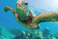 Kona Catamaran Snorkel Sail with Lunch thumbnail 2