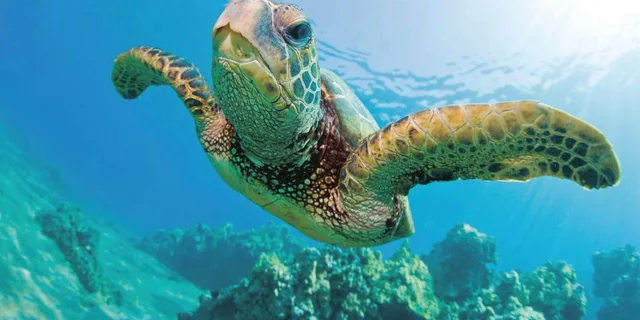 Kona Catamaran Snorkel Sail with Lunch - Image 2