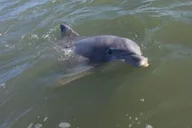 Hilton Head Dolphin Tour at Disappearing Island thumbnail 4