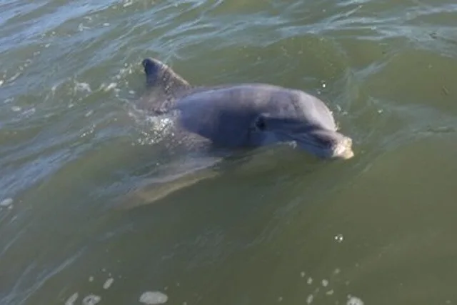 Hilton Head Dolphin Tour at Disappearing Island - Image 4