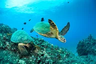 Maui Snorkel Tour to Coral Gardens 3.5 hr thumbnail 3