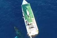 Maui Lanai Island Snorkeling Tour 4 hr thumbnail 2