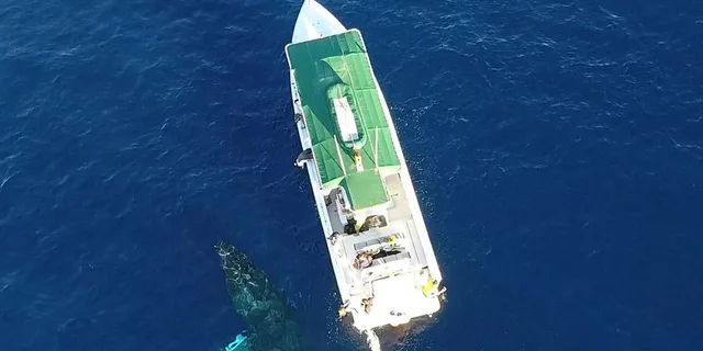 Maui Lanai Island Snorkeling Tour 4 hr - Image 2