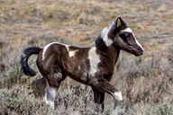 Cody Wild Mustang Safari thumbnail 6