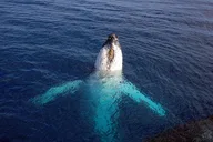 Monterey Bay Whale Watching Tour thumbnail 4
