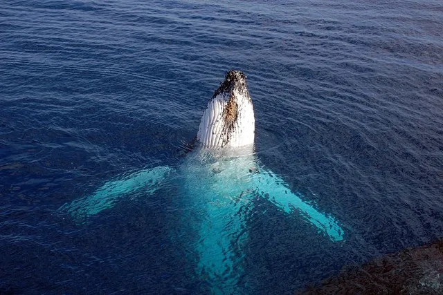 Monterey Bay Whale Watching Tour - Image 4