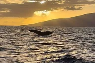 Maui Whale Watching at Sunset 2 hr thumbnail 6