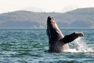 Juneau Whale Watching Cruise with Snacks thumbnail 4