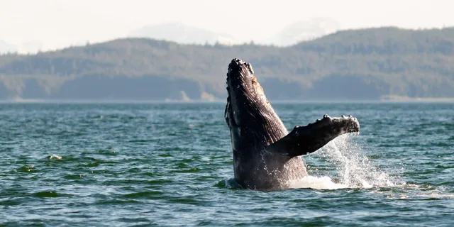 Juneau Whale Watching Cruise with Snacks - Image 4