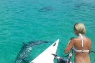 Key West Snorkeling and Dolphin Watching Tour thumbnail 4