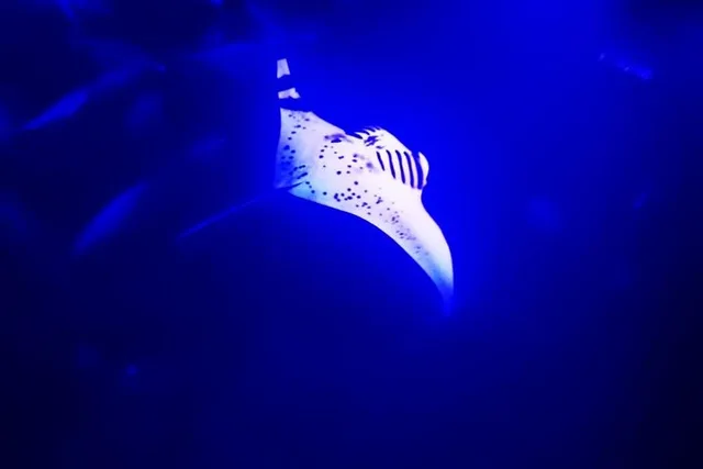 Kona Manta Ray Night Snorkel - Image 1