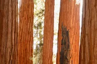 San Francisco to Los Angeles National Parks Tour thumbnail 3