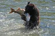 Ketchikan Seaside Tour thumbnail 2