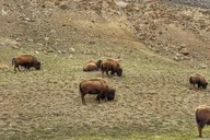 Yellowstone Lower Loop Private Tour from Bozeman thumbnail 2
