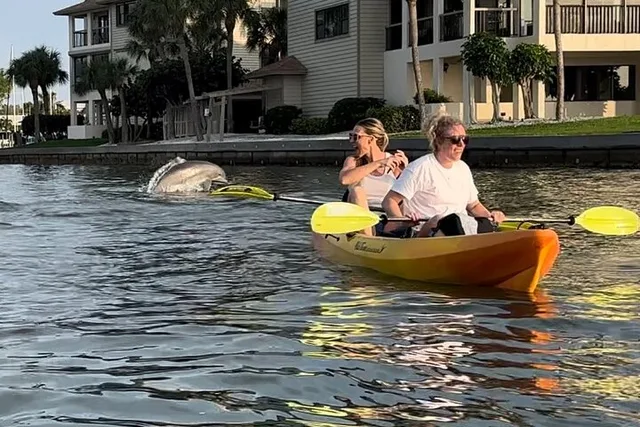 Anna Maria Island Kayaking with Dolphins at Sunset - Image 5