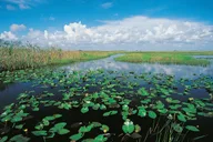 Miami Everglades Airboat Alligator Tour with Transfer thumbnail 6